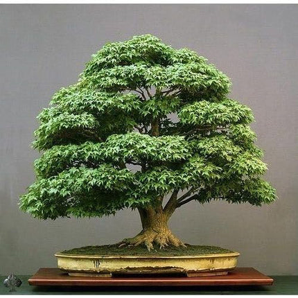 Ficus bonsai tree live plant || live plant for ficus bonsai tree, pack of 2 