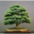 Ficus bonsai tree live plant || live plant for ficus bonsai tree, pack of 2 