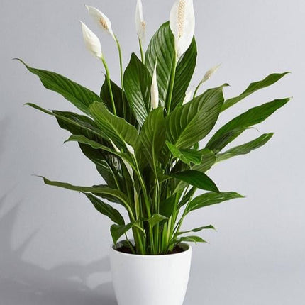 Original Live Peace Lily or Spathiphyllum Plant Air purifier Good luck plant (Pack of 1 Without Pot) 