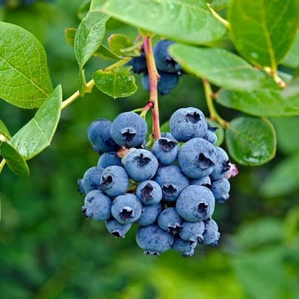 Gravendo Rare Imported Live Blueberry Fruit Plant with Black Plastic Pot – Sweet & Juicy Blueberry Bush for Home Garden, Balcony, and Indoor Gardening 