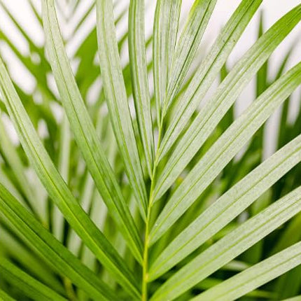 Dream big shop Areca Palm Air Purifier Live Plant Natural Indoor and Outdoor Air Purifying Plant with black Pot Height 25-30 CM pack of 1 