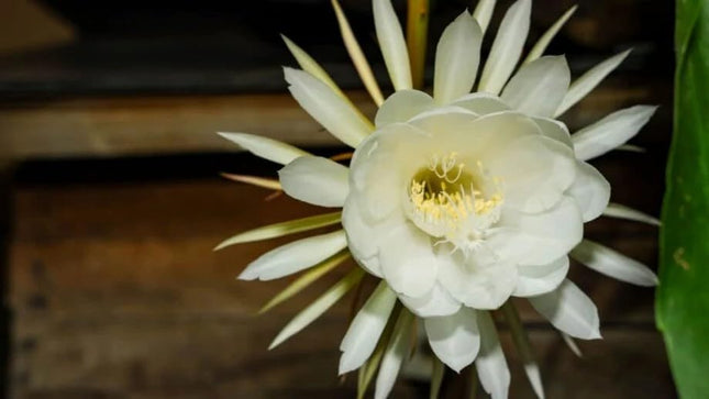 Brahma kamal plant Live Plant – Night-Blooming Flower Pack of 1 Heathy plant 