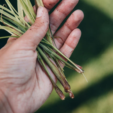 Bigreen Lemongrass Medicinal Live Plant with Pot | Fresh Aromatic Herb for Wellness & Home Garden | Natural Air Purifier & Culinary Herb - Pack of 1 