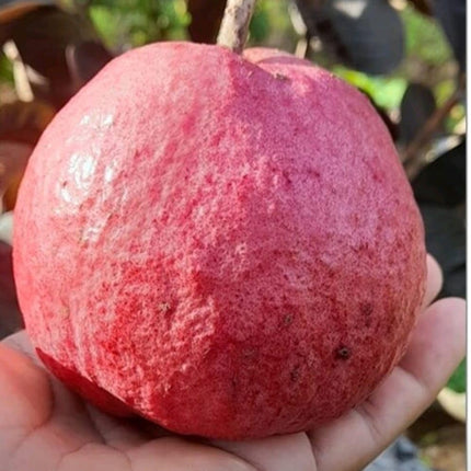 CPEYARE Japanese Red Guava Tree - Live Plant (1-2 ft) | Fruits in 2-3 Years | Delicious & Exotic Guava 