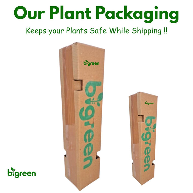Bigreen Multi-Grafted Bougainvillea Live Plant | Vibrant Summer Paper Flower Sapling for Home Garden & Balcony | Colourful Outdoor Blooming Plant | Easy Maintenance (Pack of 1) 