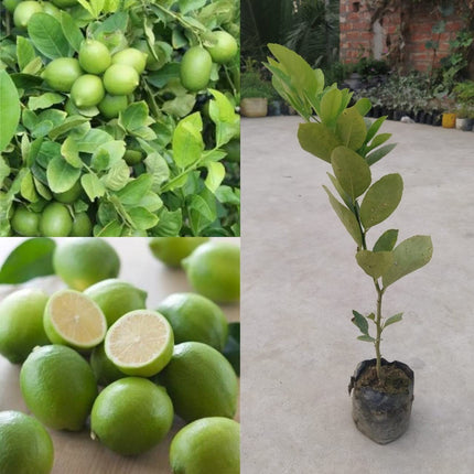 Natura GreenHouse 1 Live Thai All Time Lemon SeedLess Lemon Plant Nimbu Plant Lebu plant All time Hybrid Lemon tree Plant Height (1-1.5 Ft) 
