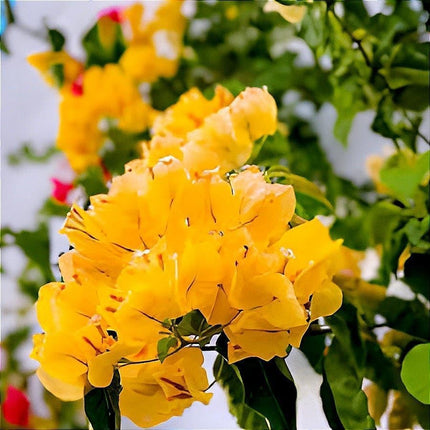Bigreen Multi-Grafted Bougainvillea Live Plant | Vibrant Summer Paper Flower Sapling for Home Garden & Balcony | Colourful Outdoor Blooming Plant | Easy Maintenance (Pack of 1) 