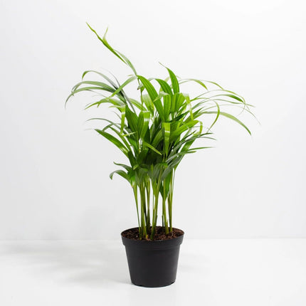 Dream big shop Areca Palm Air Purifier Live Plant Natural Indoor and Outdoor Air Purifying Plant with black Pot Height 25-30 CM pack of 1 