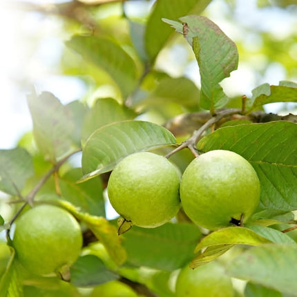 All Season Very Sweet Green Thai 7 Guava baramasi,Rare Varity Thailand Guava Live Fruit Plants & Tree Bonsai Fruit Plant All Season Fruit Plant(pack of 1) 