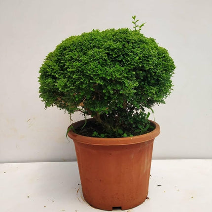 Chinese banyan tree bonsai live plant, Kamini bonsai Oxygen Live Plant For Indoor Home Dacoration With Pot (Pack of 1) 