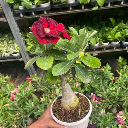 Adenium Plant live Combo Without Pot Bosnai Multi Petal Desert Rose (Set of 5 Plants) | (Combo) | BSWS_06 