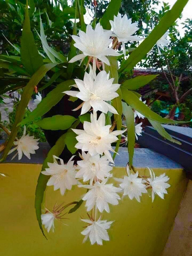 Brahma kamal plant Live Plant – Night-Blooming Flower Pack of 1 Heathy plant 