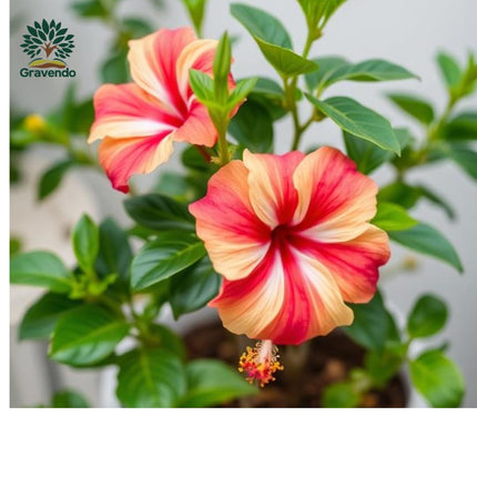 Gravendo Live Rainbow Hibiscus Hybrid Plant | 1 Healthy Super Early Flowering Plant with White Plastic Pot | Vibrant Multi-Colored Blooms for Home and Garden 