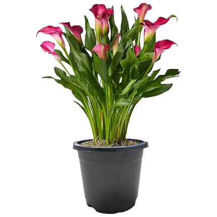 Gravendo Pink Peace Lily (Spathiphyllum) Live Indoor Plant with Flower Pot For Home Office and Living Room With Pot 