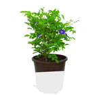 Blue Aprajita Live Plant Butterfly Aprajita Pea Flower, Garden and Indoor Outdoor Growing,With Pot.PACK Of 1 