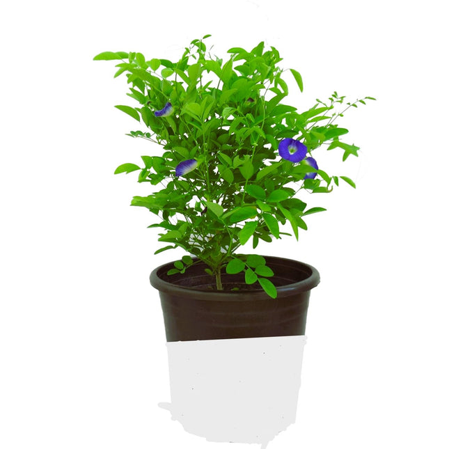 Blue Aprajita Live Plant Butterfly Aprajita Pea Flower, Garden and Indoor Outdoor Growing,With Pot.PACK Of 1 