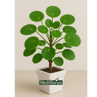 Mediflorius Lucky Coin Money Plant in White Pot – Prosperity-Bringing Indoor Plant | Air Purifying, Low Maintenance Houseplant for Home & Office Decor 