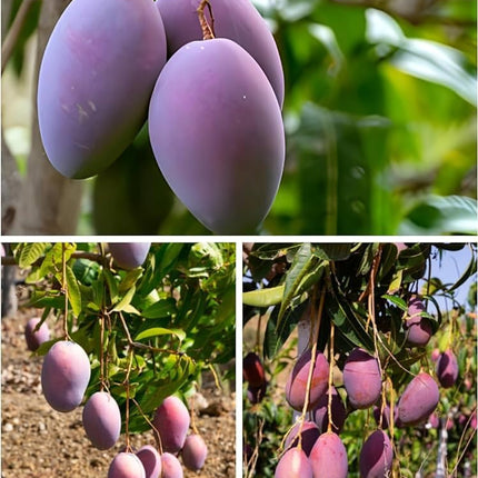 Thai All Time Mango Plant Grafted (Height 1-2 Feet) Fruit After 9-12 Month All Season Mango Plant Hybrid Thailand Baramasi Mango Tree Live Fruit Plant For Home Garden 