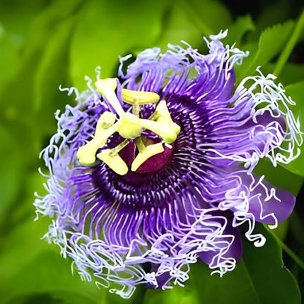 Live Natural 1 Helthy Rakhi Bel Live "Passion Flower "Plant (krisna kamal) || For Home Garden Flower Outdoor & Indoor plant. 