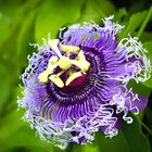 Live Natural 1 Helthy Rakhi Bel Live 