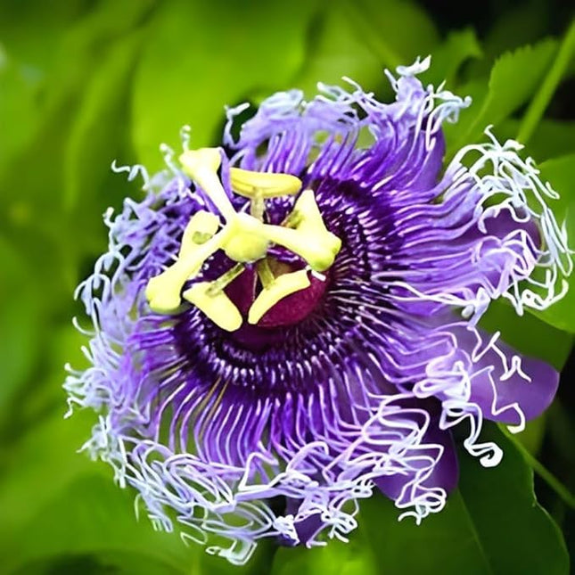 Live Natural 1 Helthy Rakhi Bel Live "Passion Flower "Plant (krisna kamal) || For Home Garden Flower Outdoor & Indoor plant. 