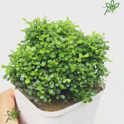 The Green Beach Live Table Kamini Bonsai Plant Live A Table Display of Home Beauty" Oxygen Live Plant For Indoor Home Dacoration With Pot (PACK OF 1) 