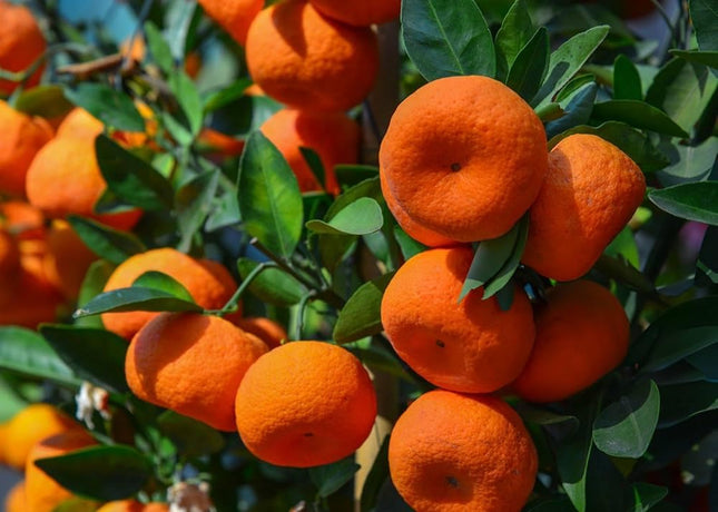 Darjeeling orange plant grafted, Hybrid grafted red orange plant all season home garden tree, Pack of 1 
