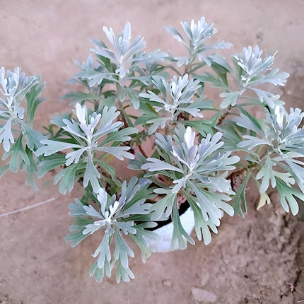 Live Wonderful All Season Purple Lavender Flower Tree Healthy Live Plant For Home Garden Outdoor Indoor plant in Black Pot | FLORVANA | (LEVENDER) 
