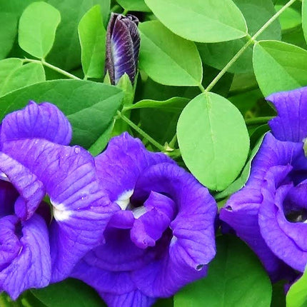 Blue Aprajita Live Plant Butterfly Aprajita Pea Flower, Garden and Indoor Outdoor Growing,With Pot.PACK Of 1 