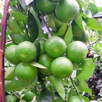 Natura GreenHouse 1 Live Thai All Time Lemon SeedLess Lemon Plant Nimbu Plant Lebu plant All time Hybrid Lemon tree Plant Height (1-1.5 Ft) 