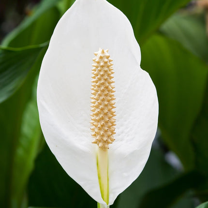 Original Live Peace Lily or Spathiphyllum Plant Air purifier Good luck plant (Pack of 1 Without Pot) 