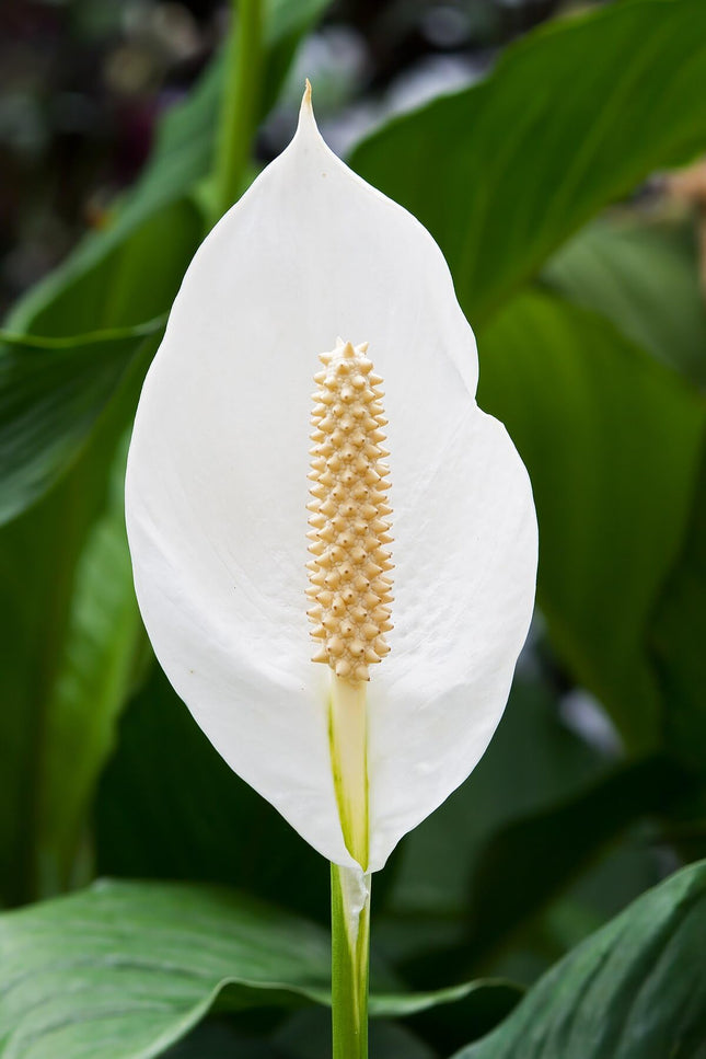 Original Live Peace Lily or Spathiphyllum Plant Air purifier Good luck plant (Pack of 1 Without Pot) 