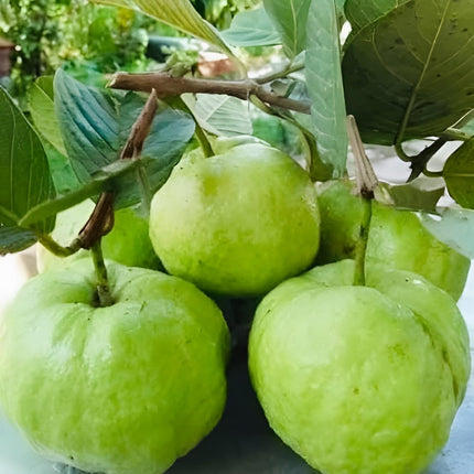 YOTOVA XC High Yield Hybrid All Seasons Guava Fruit Tree Live Plant for Home Kitchen Terrace Garden Amrood Ka Podha Amrud Phal Ka Paudha Grafted Outdoor 