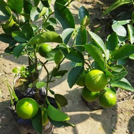 Golden Bloom Original Live Thai All Time Desi Hybrid PAti Lemon Plant Air - Layering Pati LemonTree Plant Tree Height 1.5-2 FT 