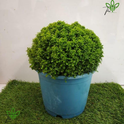 The Green Beach Live Table Kamini Bonsai Plant Live A Table Display of Home Beauty" Oxygen Live Plant For Indoor Home Dacoration With Pot (PACK OF 1) 