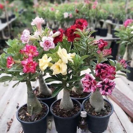 Adenium Plant live Combo Without Pot Bosnai Multi Petal Desert Rose (Set of 5 Plants) | (Combo) | BSWS_06 