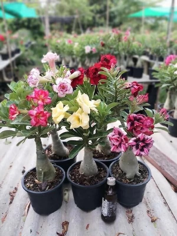 Adenium Plant live Combo Without Pot Bosnai Multi Petal Desert Rose (Set of 5 Plants) | (Combo) | BSWS_06 