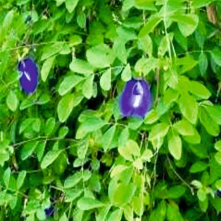 Kalfo Live Blue Aprajita Plant Butterfly Aprajita Flower Asian pigeonwings Clitoria ternatea Butterfly Pea Flower Plant with Pot 
