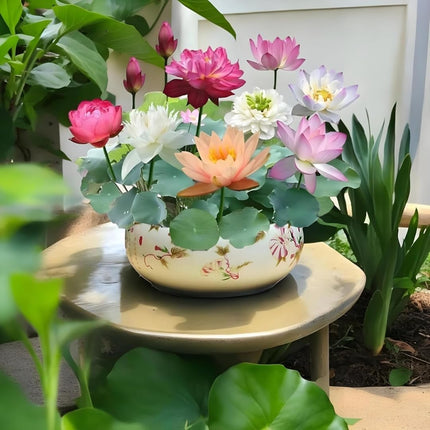 Amulya Farms Lotus Flower Seeds for Home Garden Pack of 20, 100% IMPORTED Japanese Mix Colour, Original Rainbow Seeds for Plant in Water, Summer Plants for Gardening | Live Indoor Plants 