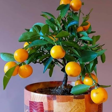 Darjeeling orange plant grafted, Hybrid grafted red orange plant all season home garden tree, Pack of 1 