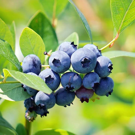 Gravendo Rare Imported Live Blueberry Fruit Plant with Black Plastic Pot – Sweet & Juicy Blueberry Bush for Home Garden, Balcony, and Indoor Gardening 