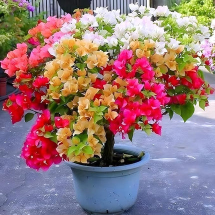 Bigreen Multi-Grafted Bougainvillea Live Plant | Vibrant Summer Paper Flower Sapling for Home Garden & Balcony | Colourful Outdoor Blooming Plant | Easy Maintenance (Pack of 1) 
