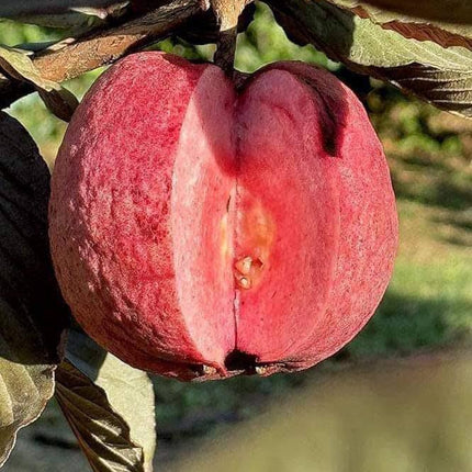 CPEYARE Japanese Red Guava Tree - Live Plant (1-2 ft) | Fruits in 2-3 Years | Delicious & Exotic Guava 