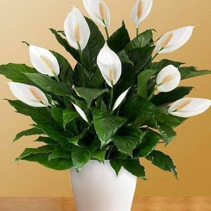 Original Live Peace Lily or Spathiphyllum Plant Air purifier Good luck plant (Pack of 1 Without Pot) 