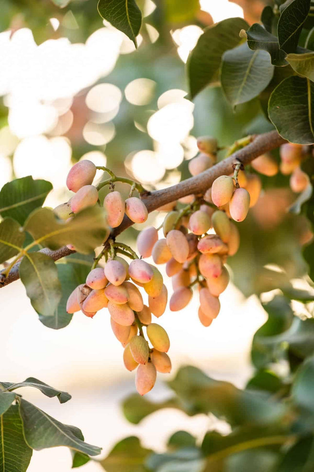 Pista plant live tree grafted (Pack of 1 Live plant) 