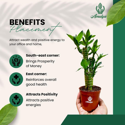 Amulya Farms Lucky Bamboo Lotus Bonsai Plant | Indoor Live Plants for Living Room, Home, Office, Table, Kitchen & Desk Decor | Feng Shui Plant | Gift a Plant | with POT 