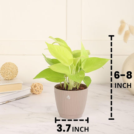 Nurturing Green® Combo of 4 Indoor Live Plants (Jade, Syngonium, Scindapsus Gold & Money Plant Njoy) with Mocha Self Watering Plastic Pots | Air Purifying Plants for Home Decor & Garden 