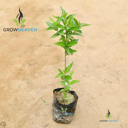 Live All Time 12 months flowering Parijat/Baromasi flowering | Harsingar live Plant & Tree | Night Flowering Jasmine | Night Queen Highly Fragrant Plant | Pack of 1 (Harsingar Flower Plant) 