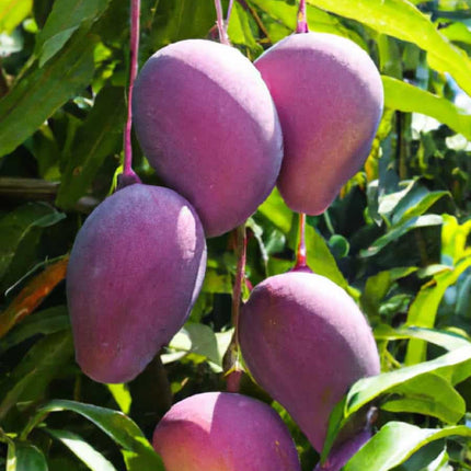 Thai All Time Mango Plant Grafted (Height 1-2 Feet) Fruit After 9-12 Month All Season Mango Plant Hybrid Thailand Baramasi Mango Tree Live Fruit Plant For Home Garden 