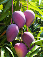Thai All Time Mango Plant Grafted (Height 1-2 Feet) Fruit After 9-12 Month All Season Mango Plant Hybrid Thailand Baramasi Mango Tree Live Fruit Plant For Home Garden 